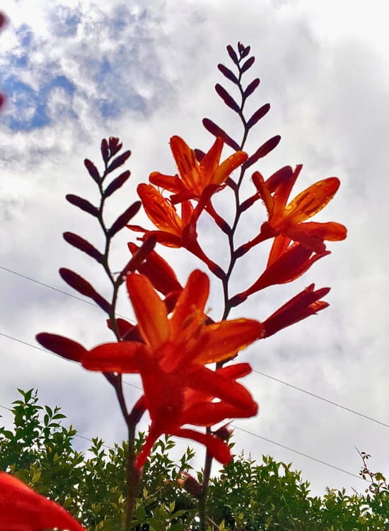 Flores rojizas frente a un cielo nublado: cancelar deudas y volver a empezar en Alicante