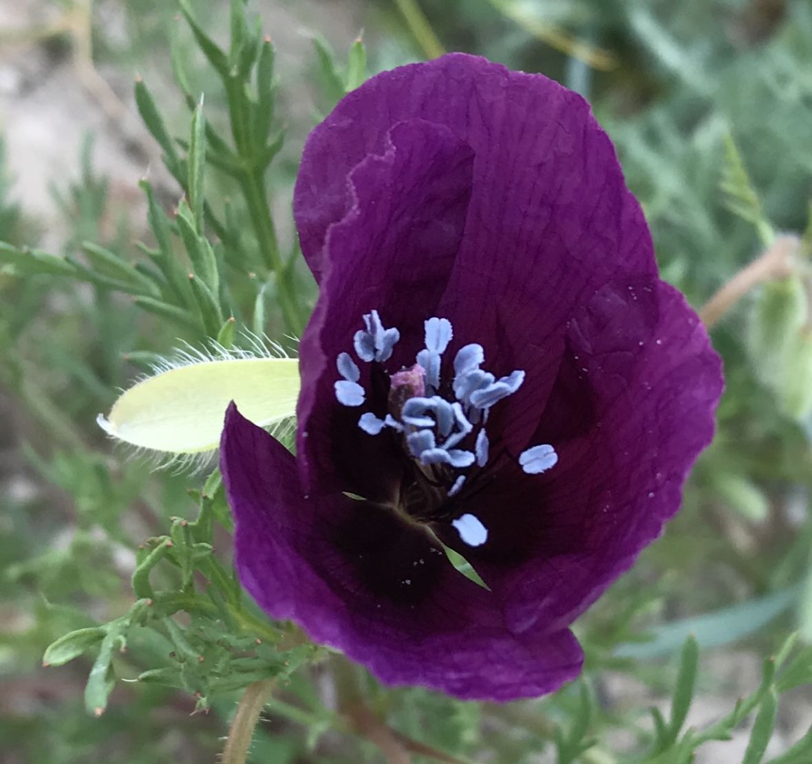 Flor de cardo morada vista de cerca