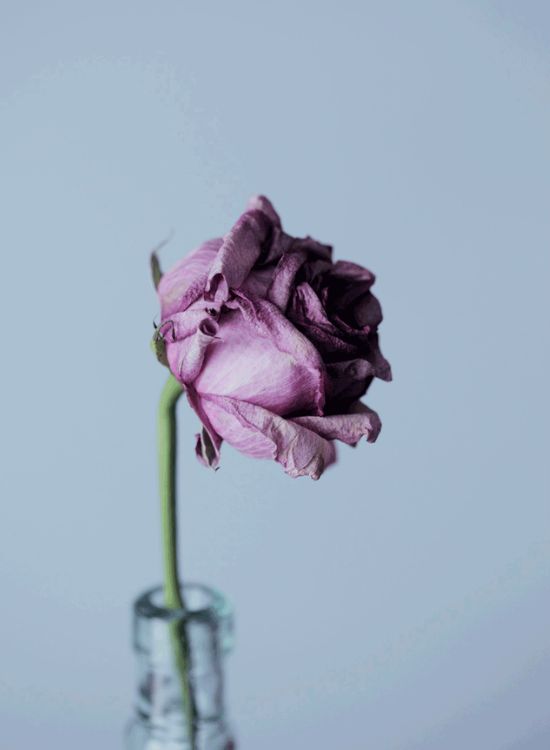 Rosa malva sobre fondo gris: abogadas de derecho preconcursal en Alicante